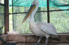 Dalmatian pelican and lion arrive at Pilikula Biological Park